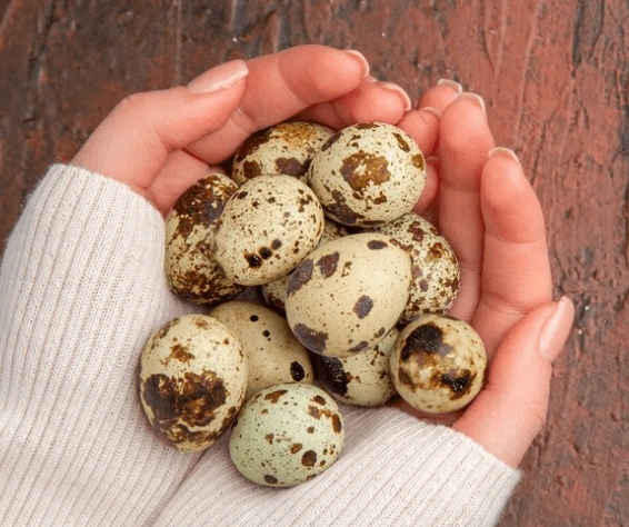 Jak dlouho vařit křepelčí vejce: Průvodce vařením