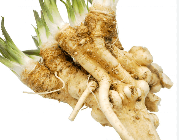 Jak uchovat křen: Tipy a triky pro dlouhotrvající svěžest