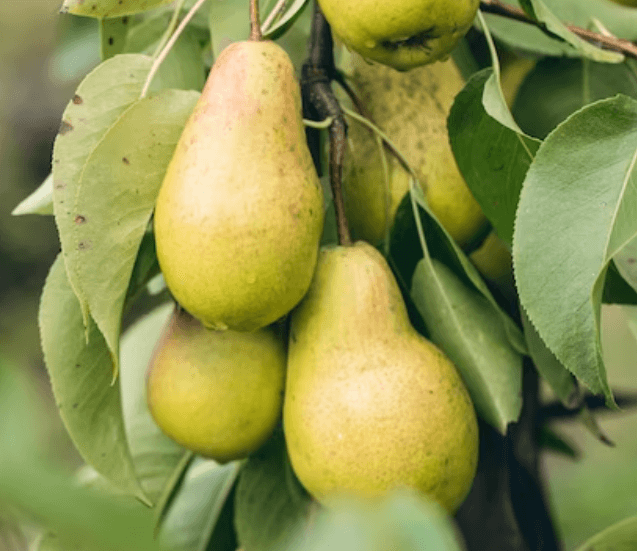 Jak správně zavařit hrušky: Recepty a tipy