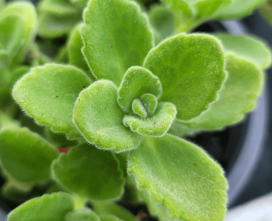 Jak sušit rýmovník: Tradiční postup sušení bylin