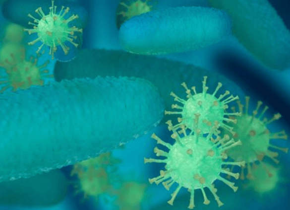 Zlatý stafylokok: Bakterie s významem pro lidské zdraví