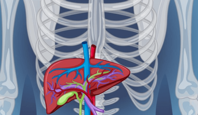 Co je cysta na játrech: Příznaky, diagnostika a léčba