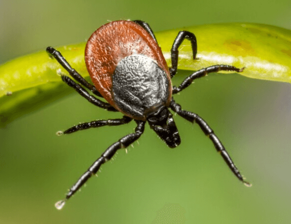 Jak vytáhnout klíště: Bezpečná a efektivní metoda
