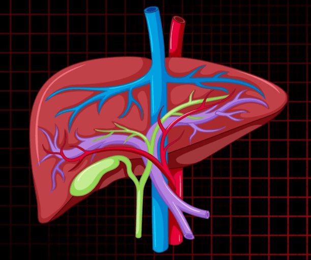 Jak a kde bolí játra: Příznaky a příčiny