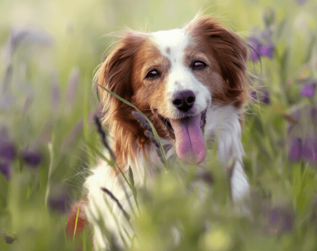 Ledvinová dieta u psů: Co musíte vědět a jak správně krmit