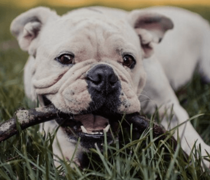 Kde zaregistrovat čip psa: Průvodce povinným čipováním