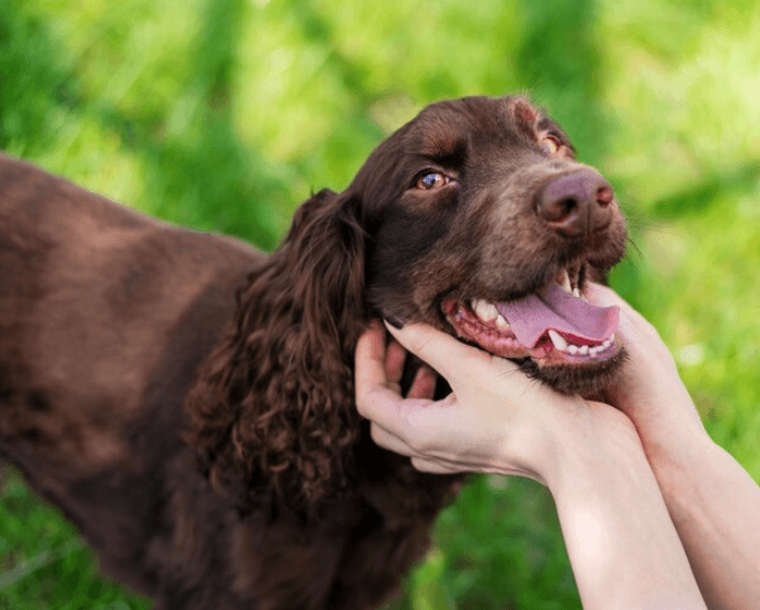 Kolikrát denně má pes jíst? Správné stravování