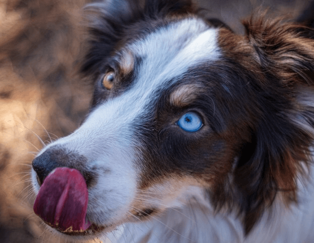 Jak vidí pes ve tmě: Jeho tajemná schopnost nočního vidění