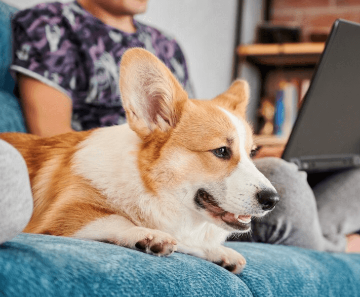 Jak se vyrovnat se smrtí psa: Překonání ztráty