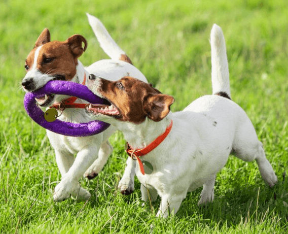 Začněte si hrát bezpečně: Psí útoky a jejich prevence