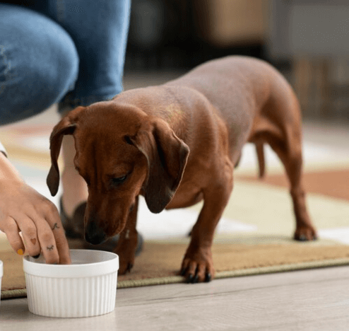 Signály, že je pes ve stresu: Kdy váš přítel hledá pomoc