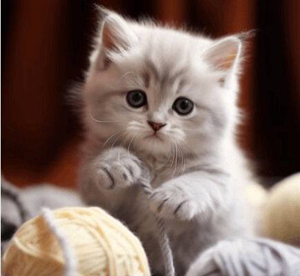 Proč kočka škrábe nábytek a jak ji to odnaučit