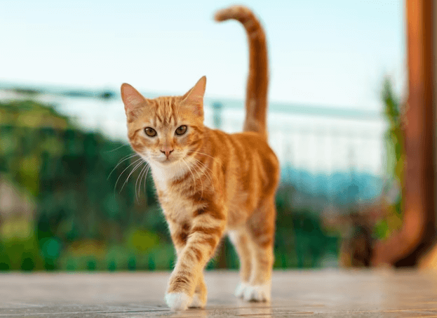 Co nevíte o kočkách, ale měli byste?