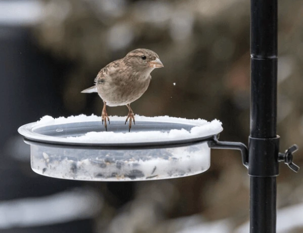 Jak vybrat ty nejlepší pokrmy pro vaše ptačí přátele