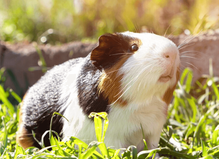 Čím krmit morče nebo králíka a co jim ubližuje