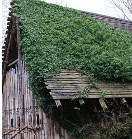 Jak se zbavit mechu na střeše? Efektivní rady a tipy