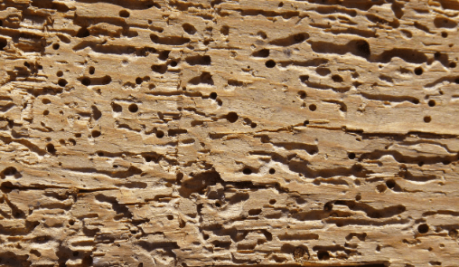 Jak se zbavit červotoče jednou provždy a velmi jednoduše?