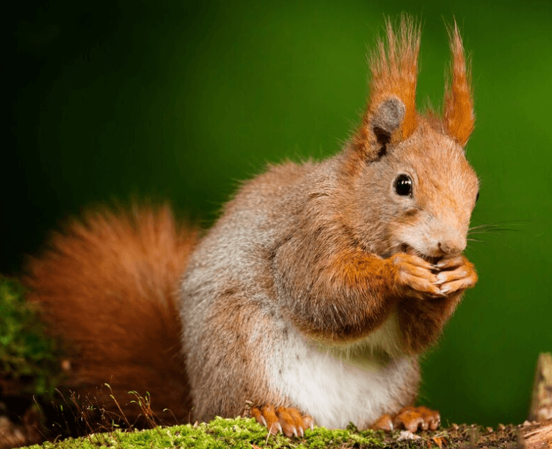 Jak správně ochránit zahradu před hlodavci?