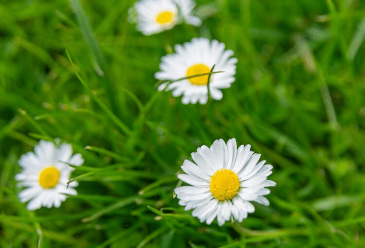 Jak správně sekat trávník na vaší zahradě?