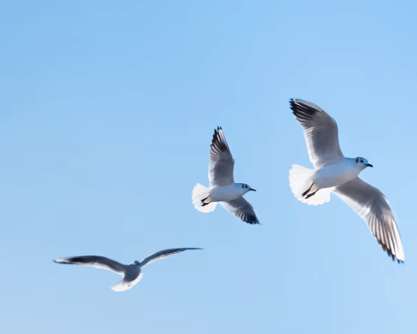 Jak vyrobit krmítko pro ptáčky