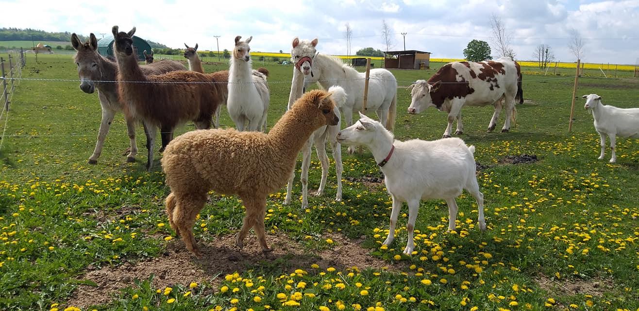 Statek u Merlina: Vše, co potřebujete vědět před návštěvou s dětmi