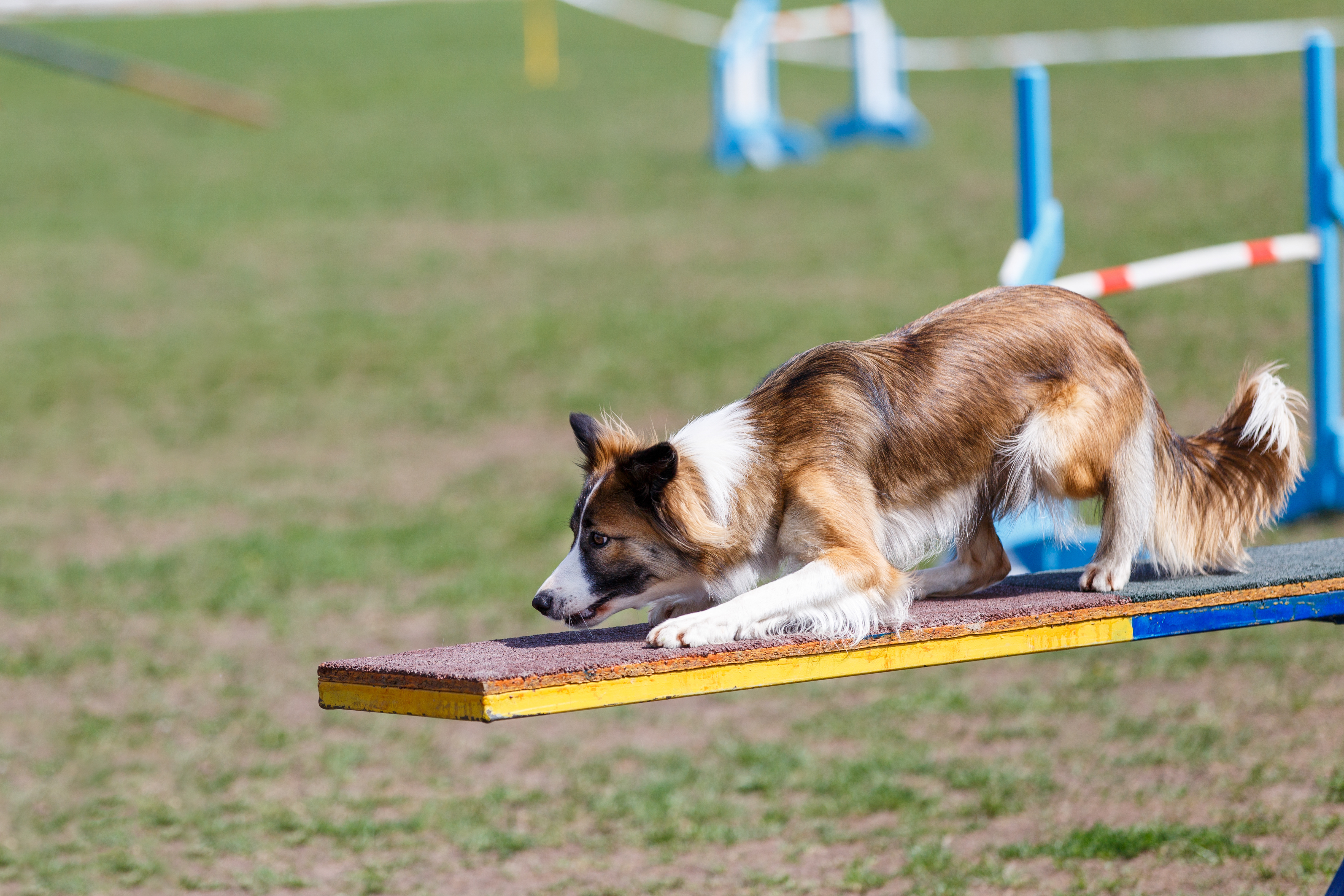 Czym-jest-agility