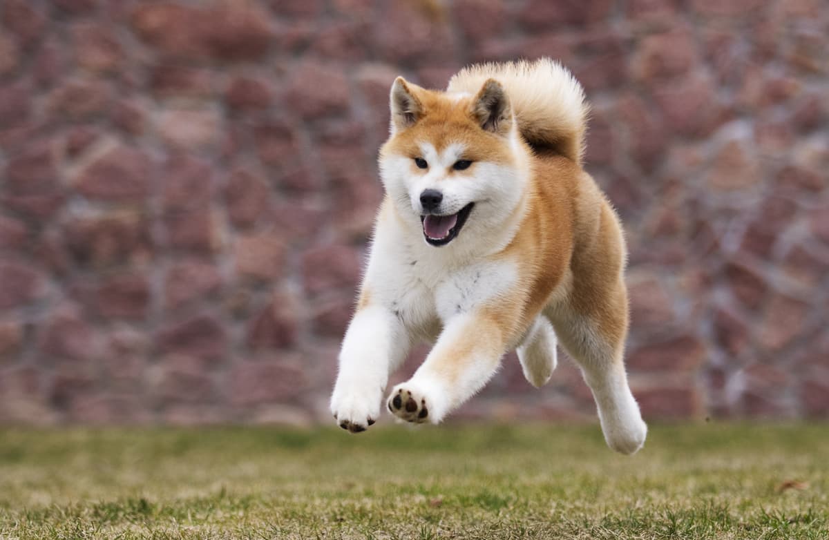 akita-inu