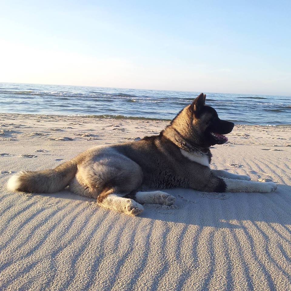 akita