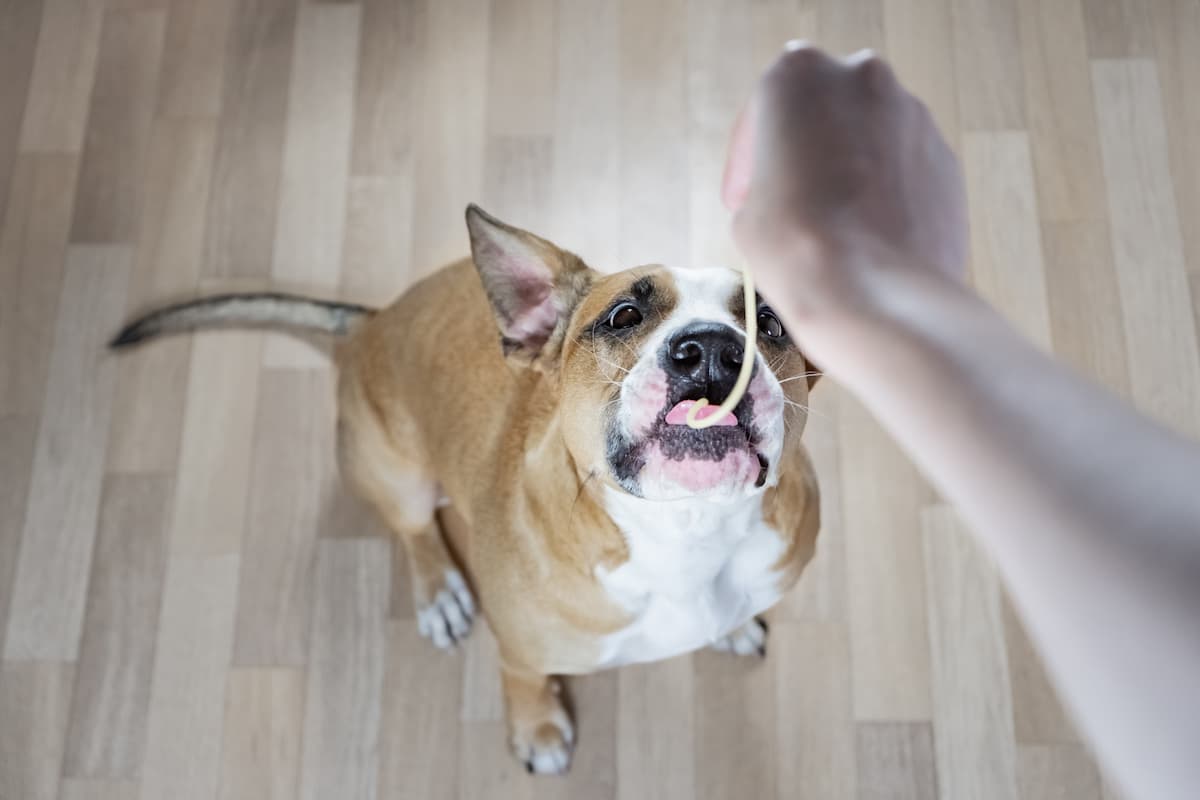 alergia-pokarmowa-u-psa