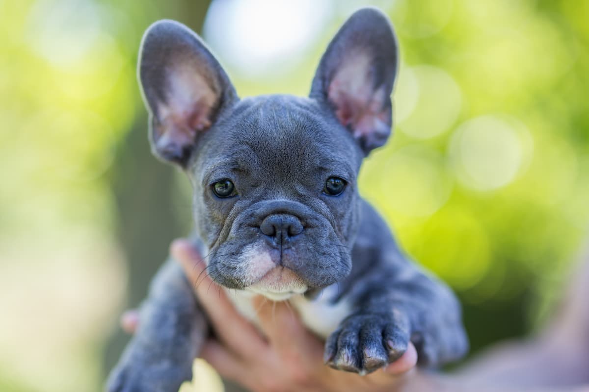 buldog-francuski-niebieski