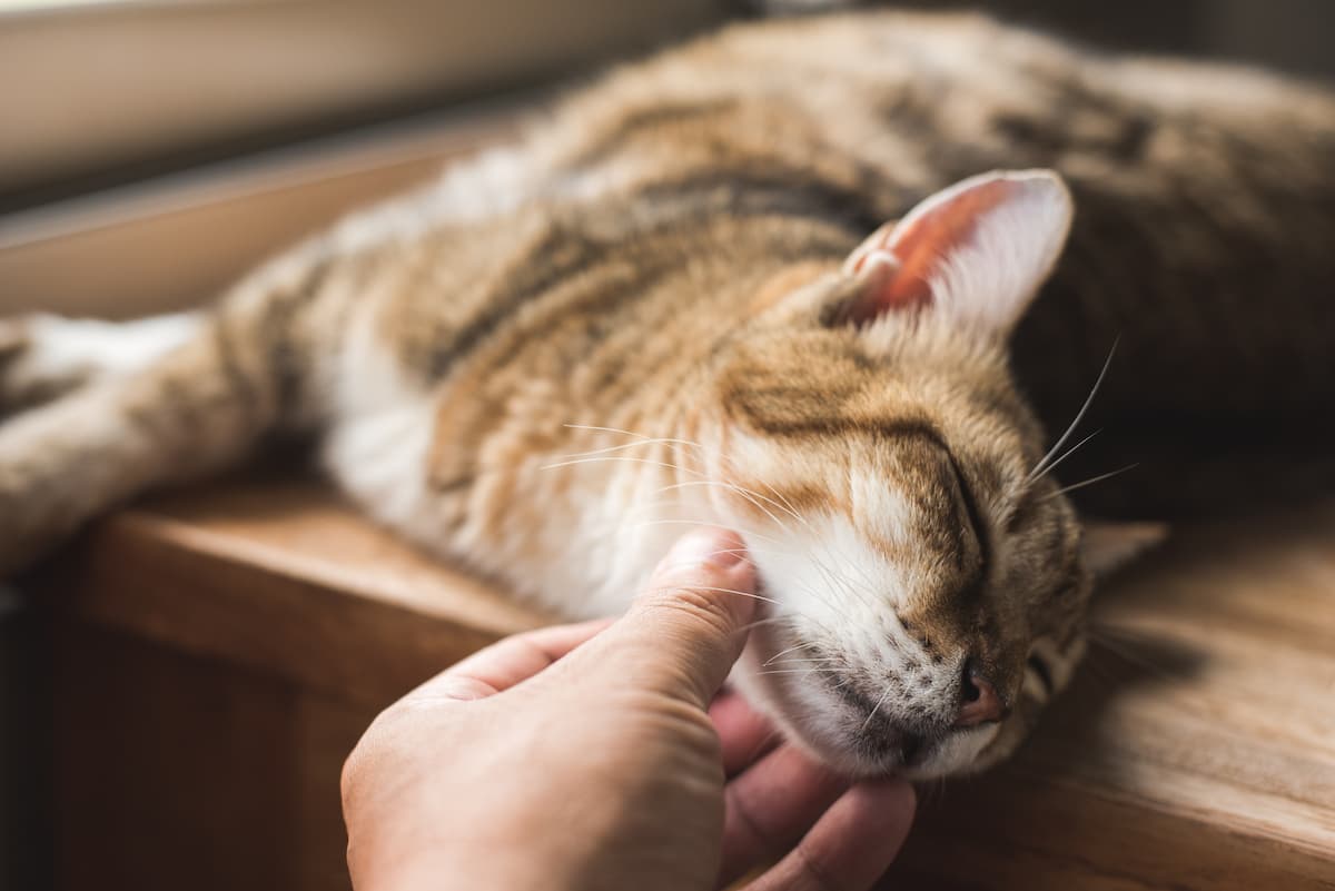 felinoterapia