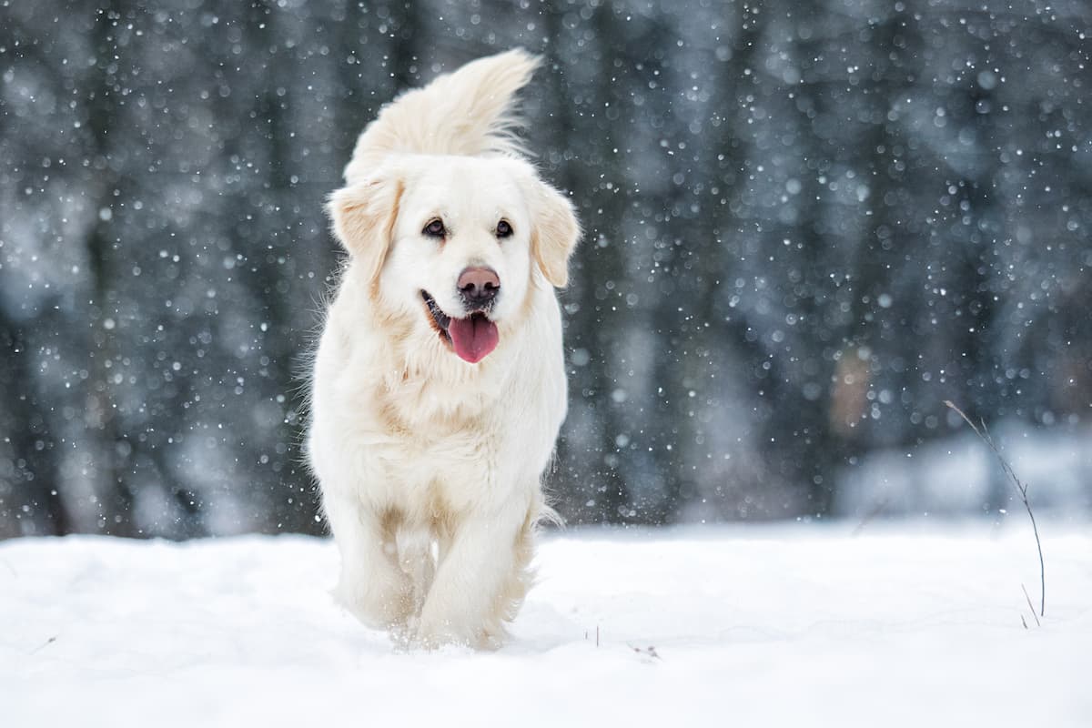 golden-retriever