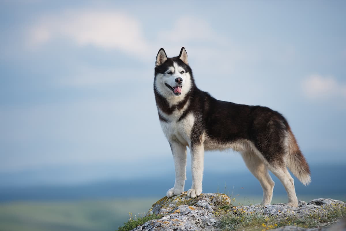 husky-syberyjski-cena