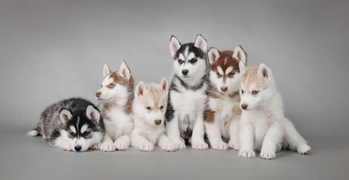 husky-syberyjski-szczeniaki
