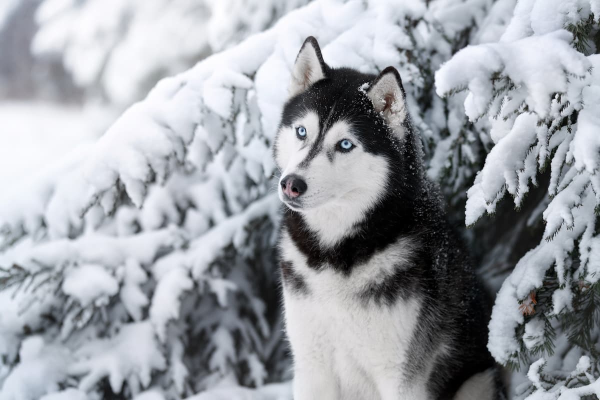 husky-syberyjski