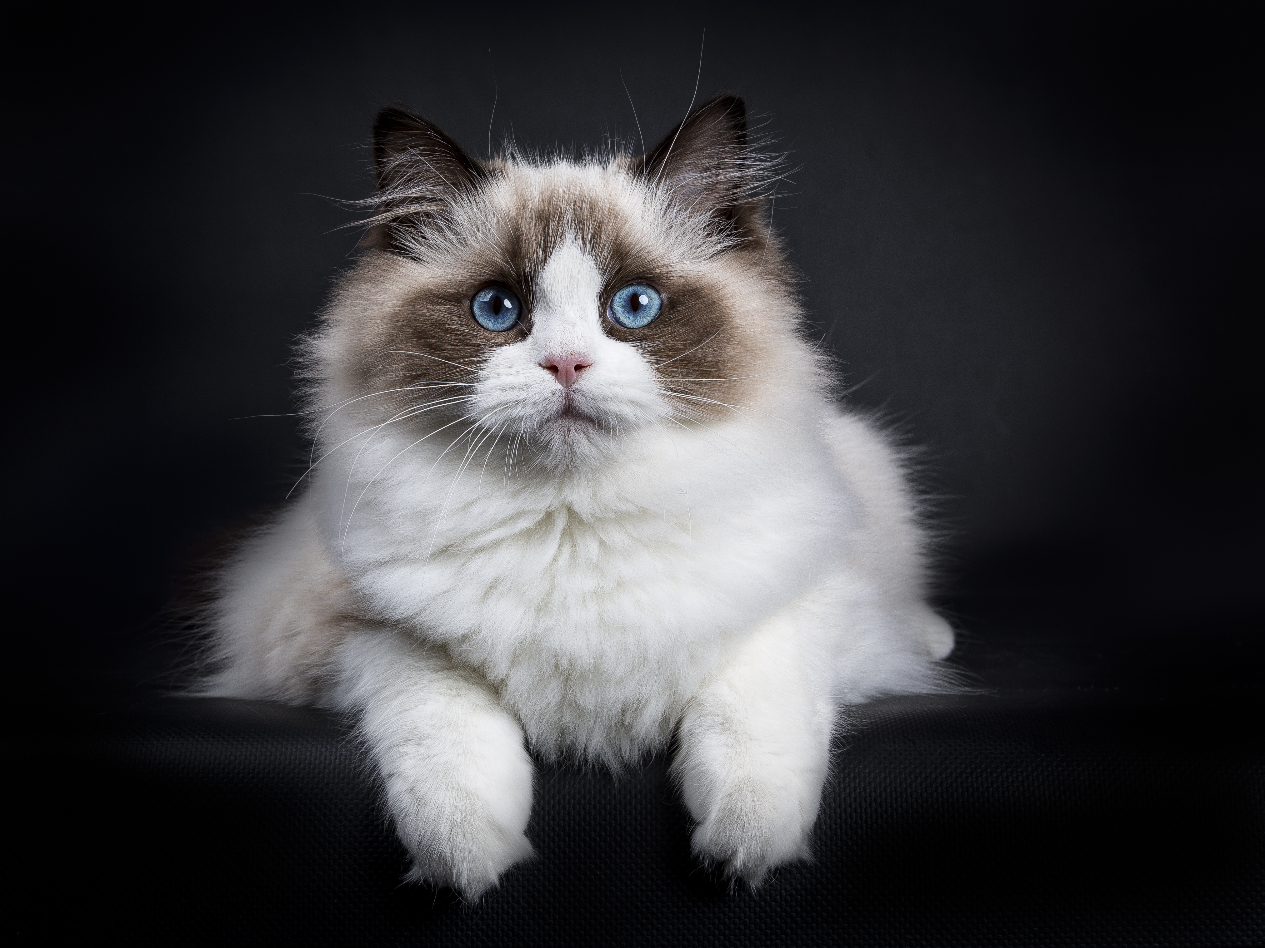kot-ragdoll