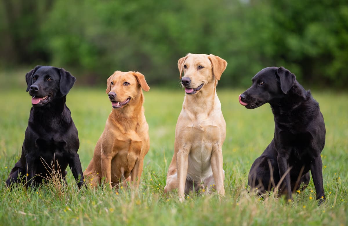 labrador-czy-golden-retriever