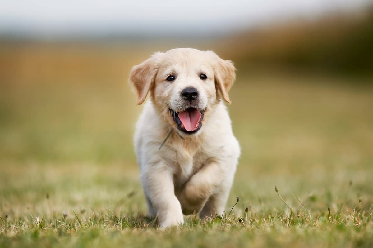maly-golden-retriever