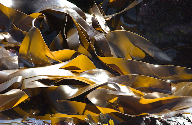 laminaria