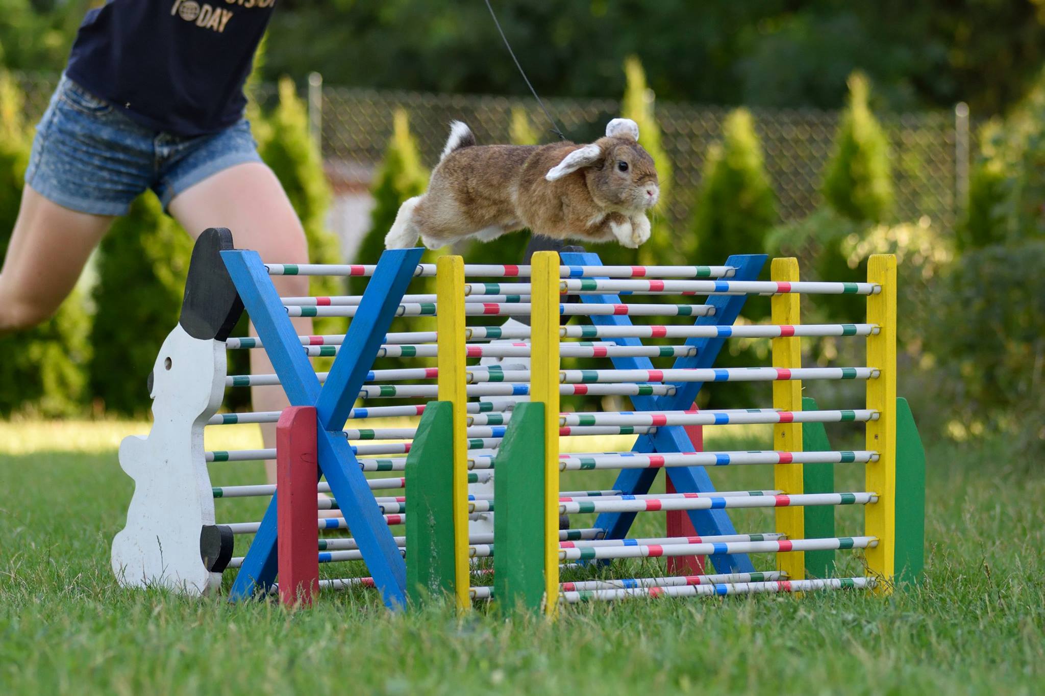 Jak začít s králičím hopem?