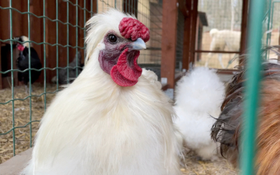 Slepice Hedvábnička – Farmapark u Toma