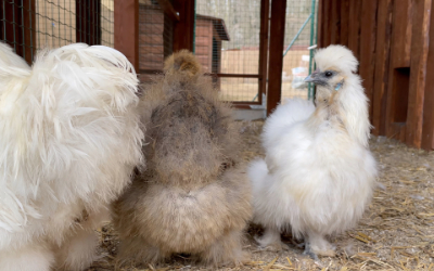 Slepice Hedvábnička– Farmapark u Toma