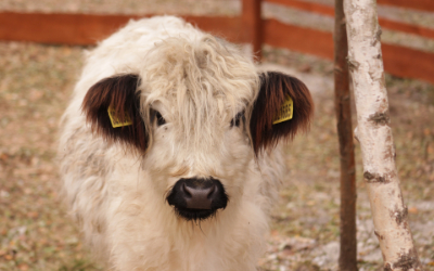 Kravičky Gallowayské a Highlandské – Farmapark u Toma