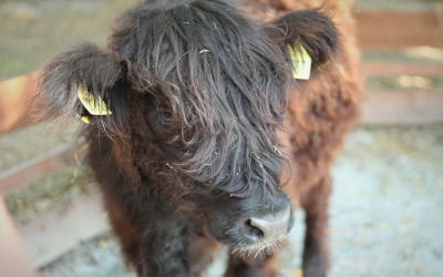 Kravičky Gallowayské a Highlandské – Farmapark u Toma