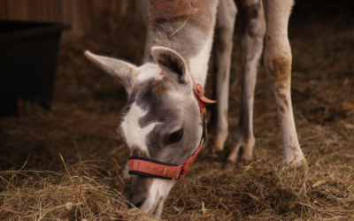 Lama krotká – Farmapark u Toma