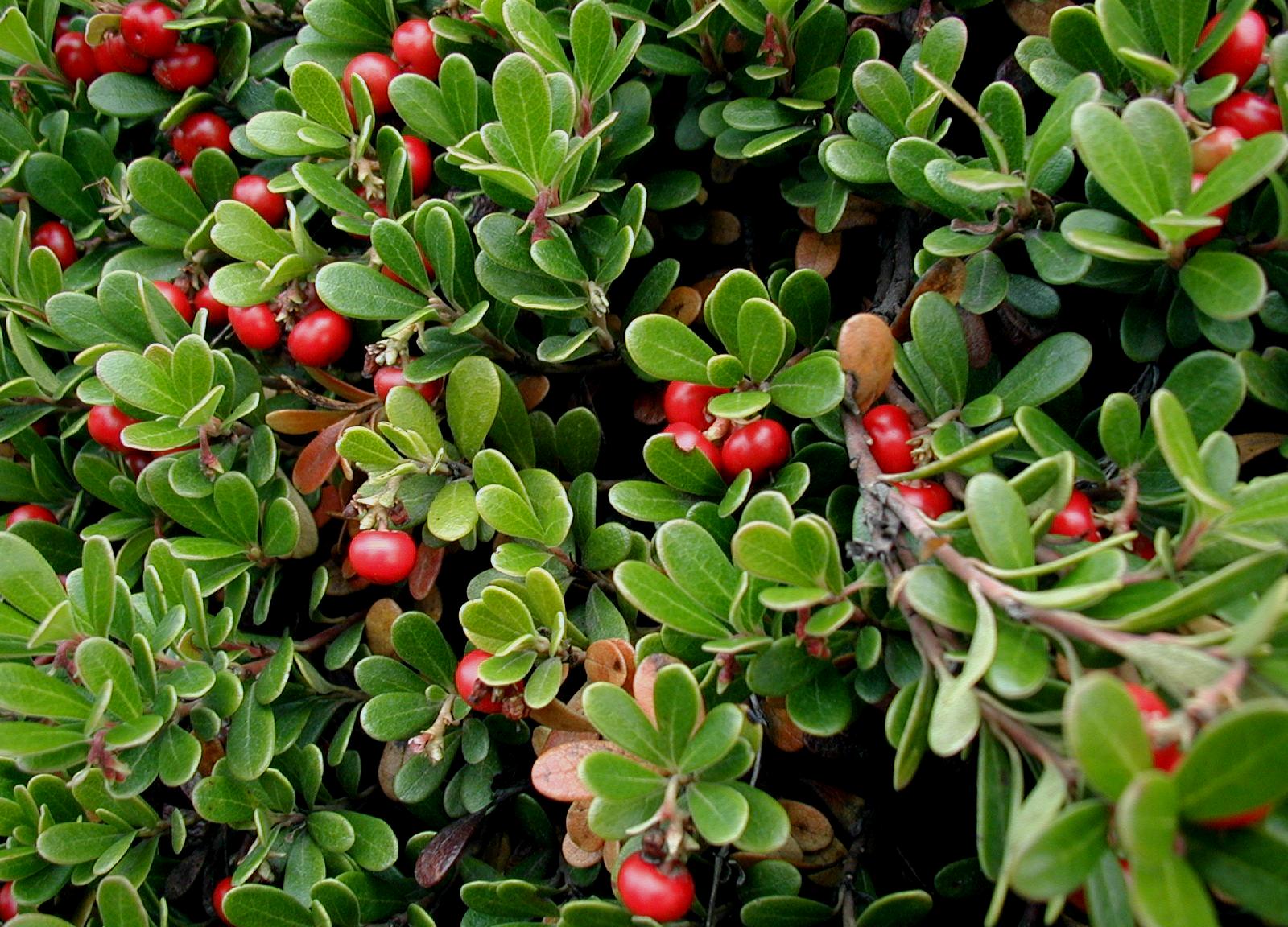 Arctostaphylos-uva-ursi