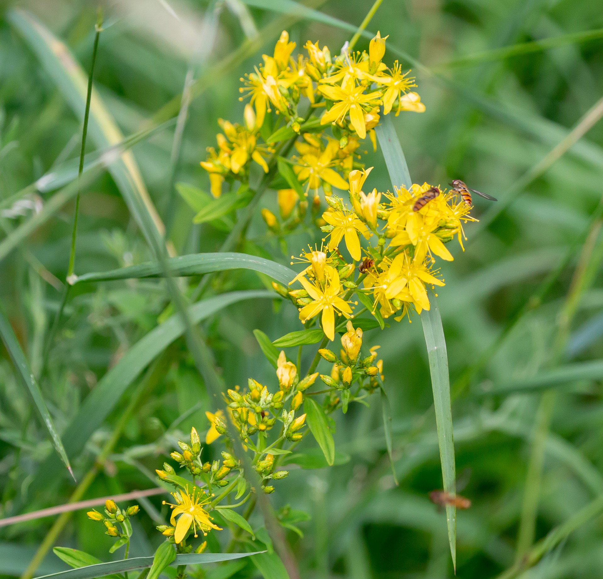 agrimony-flower-5349520_1920