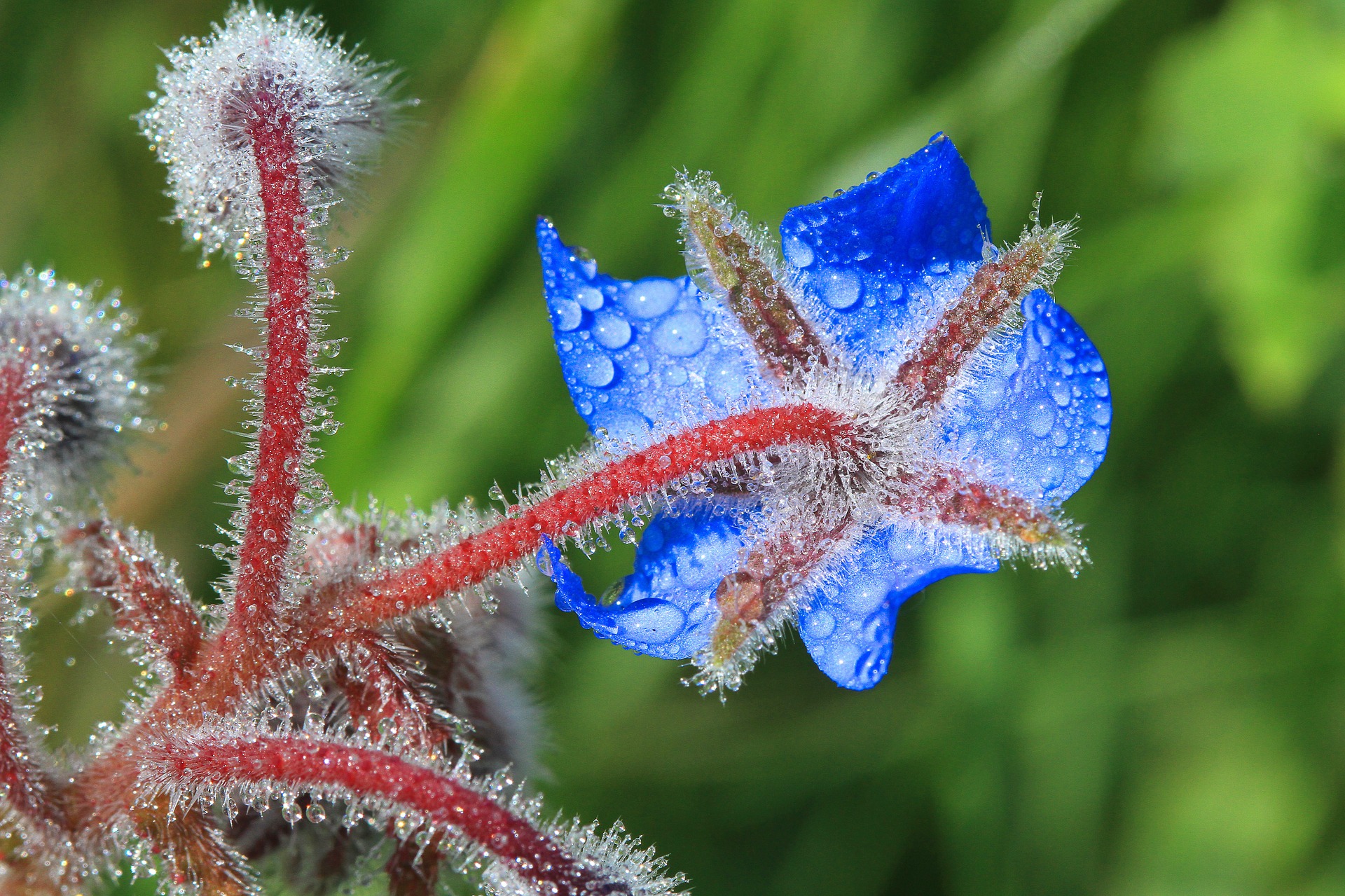 borage-1203543_1920