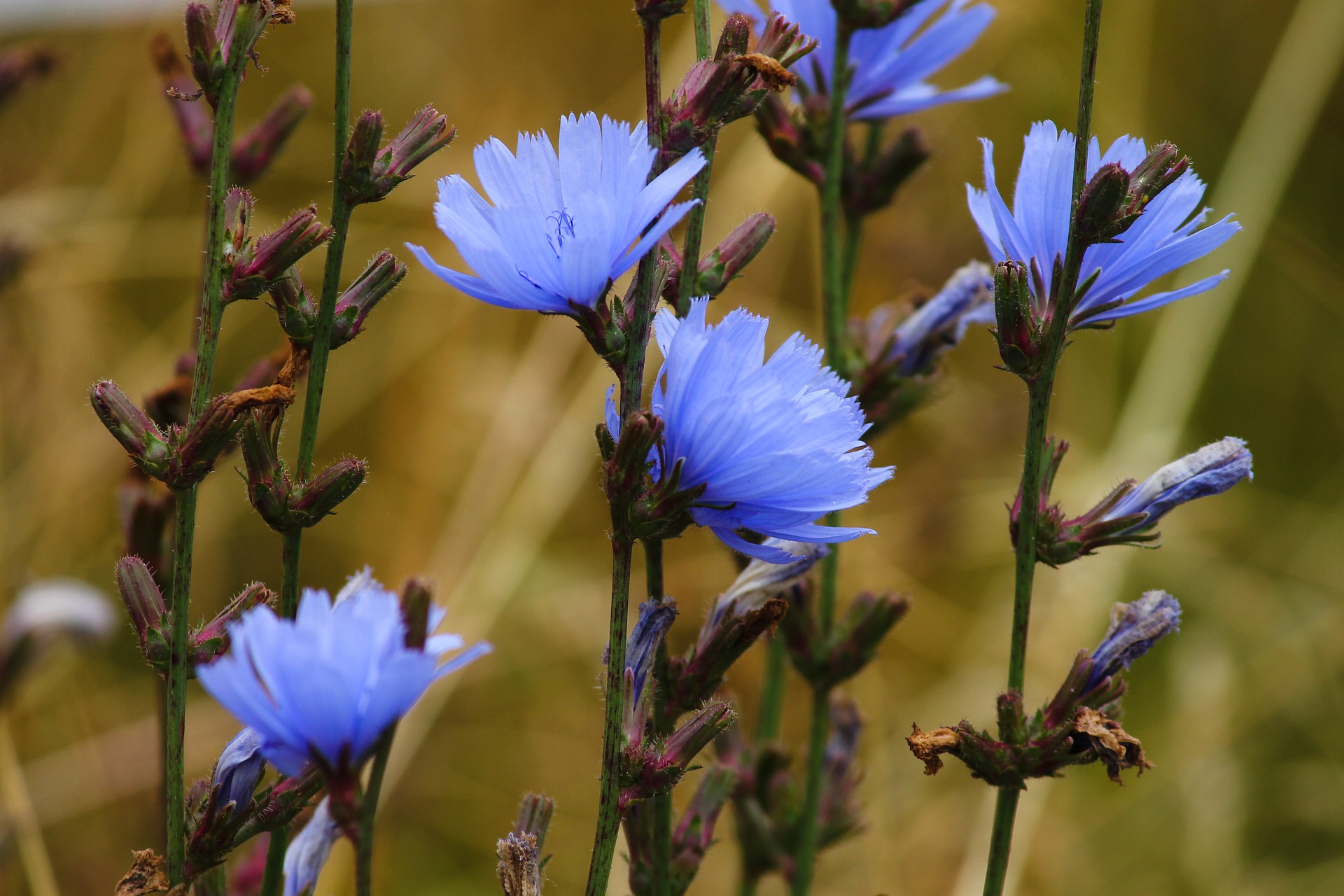chicory-4708744_1920