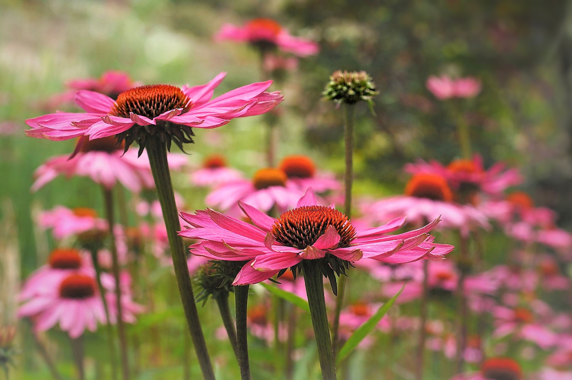 echinacea-purpurea-4526342_1920